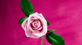 Cool Pink Rose9524519990 272x150 - Cool Pink Rose - Spring, Rose, Pink, Cool